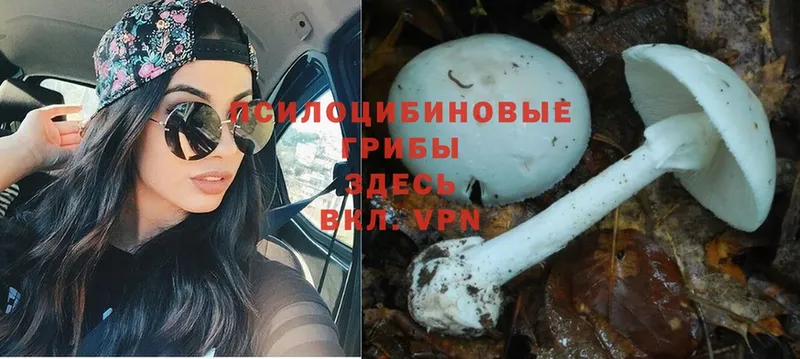 omg как войти  Дубовка  Псилоцибиновые грибы Psilocybine cubensis 